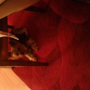 Meet your Posher, Karen